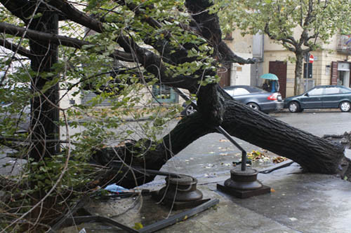 Ancora caduta di alberi a Roma