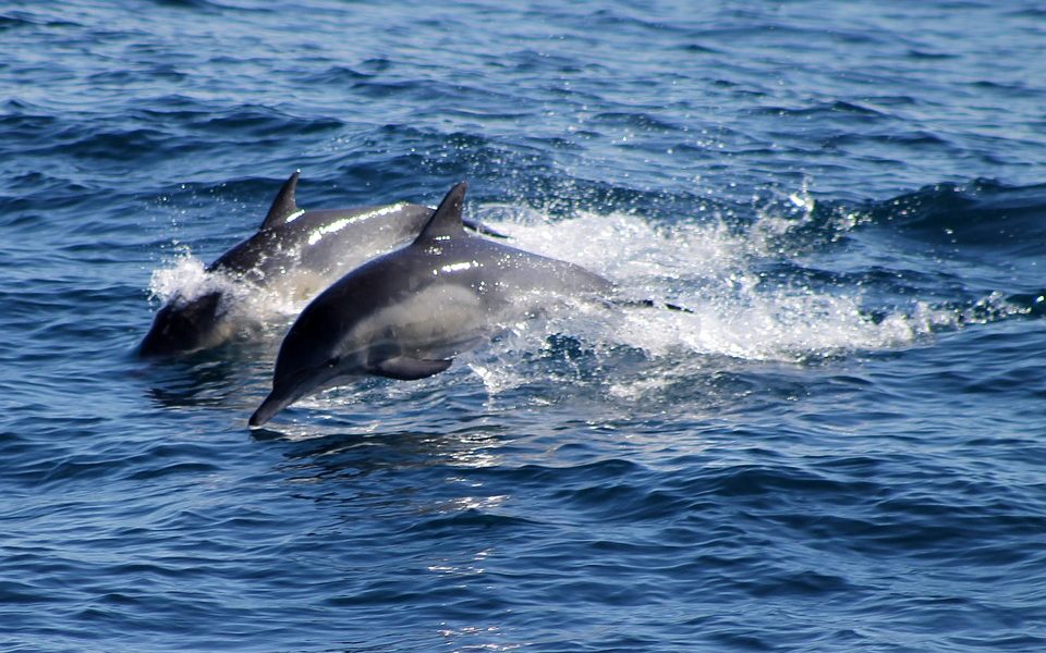 L’emozionante spettacolo dei Delfini nelle acque del litorale laziale
